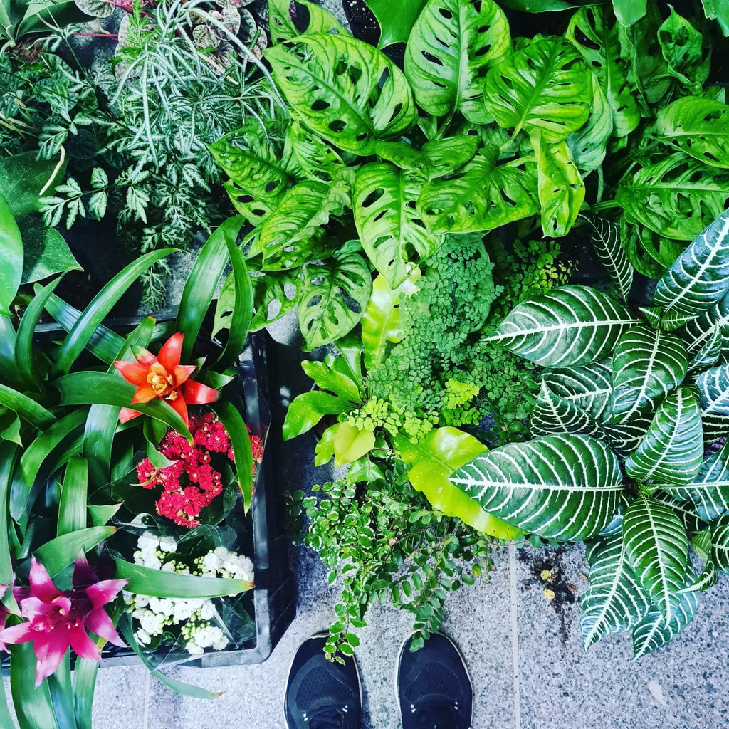 Indoor | Patio | Shade Plants