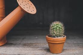 Watering a Cacti