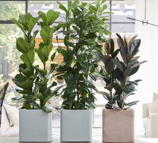 Large Indoor Plants
