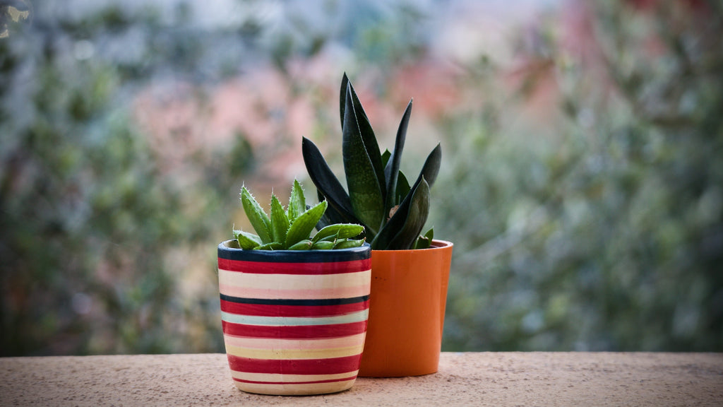 Succulents in terracotta and pots available at Deco Plants