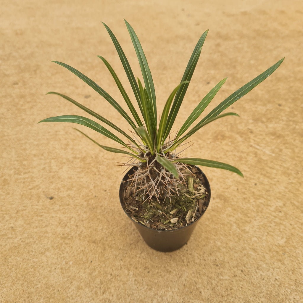 Pachypodium 7.5cm for sale at Rusty Rose Nursery Online