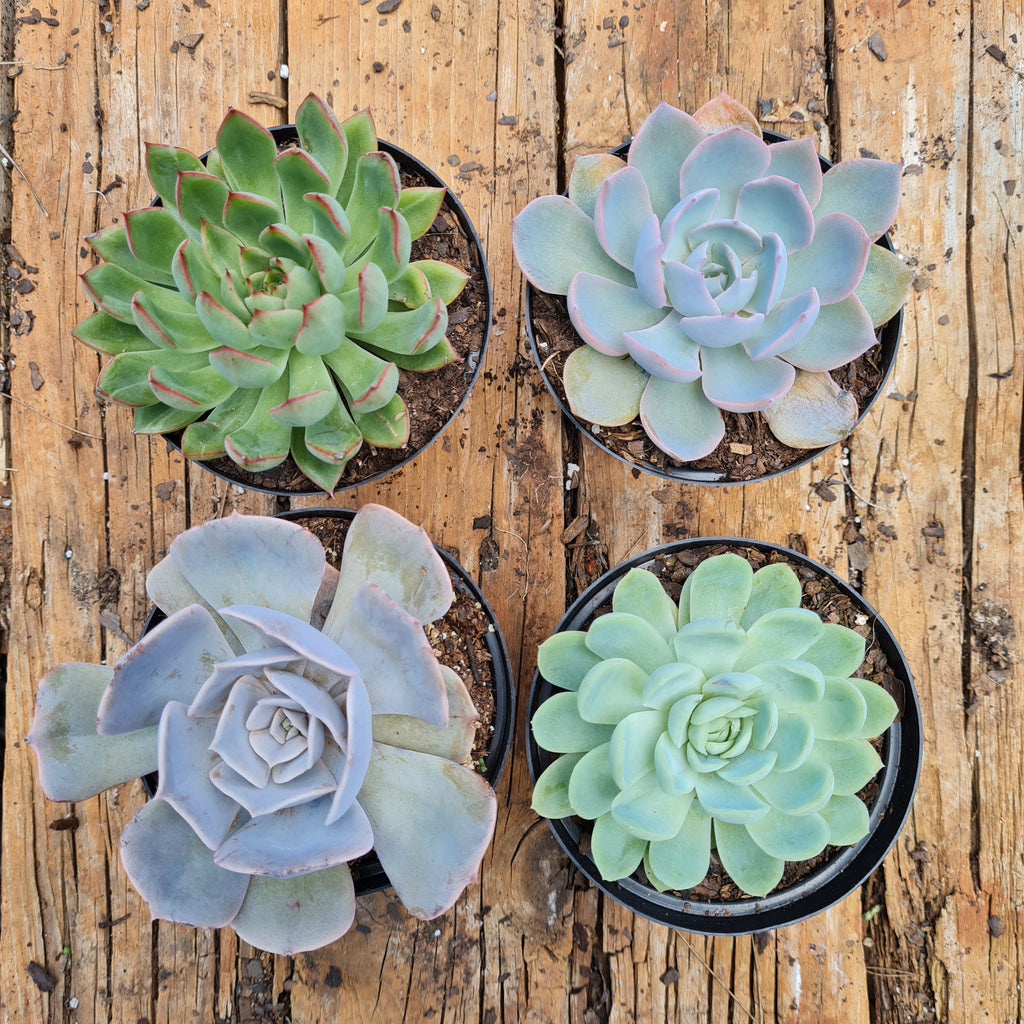 Variety 4 pack for sale at Rusty Rose Nursery Online