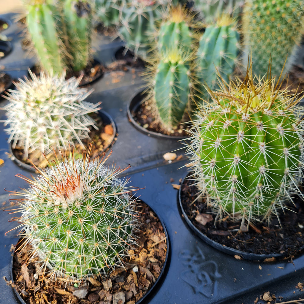 ON SPECIAL!!! Cactus - 6 pack for sale at Rusty Rose Nursery Online