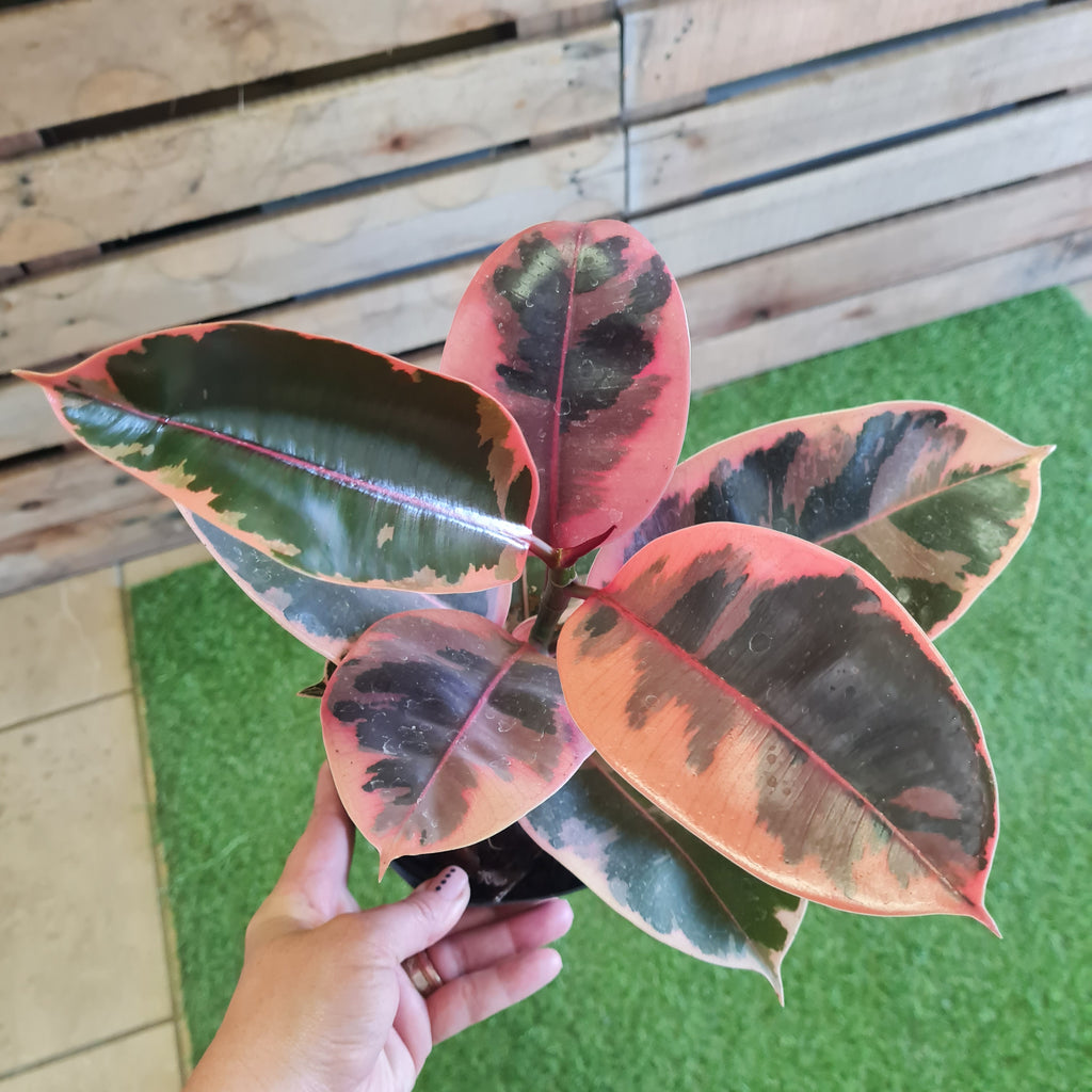 Ficus Elastica Ruby 14 cm pot - Rusty Rose Nursery Online