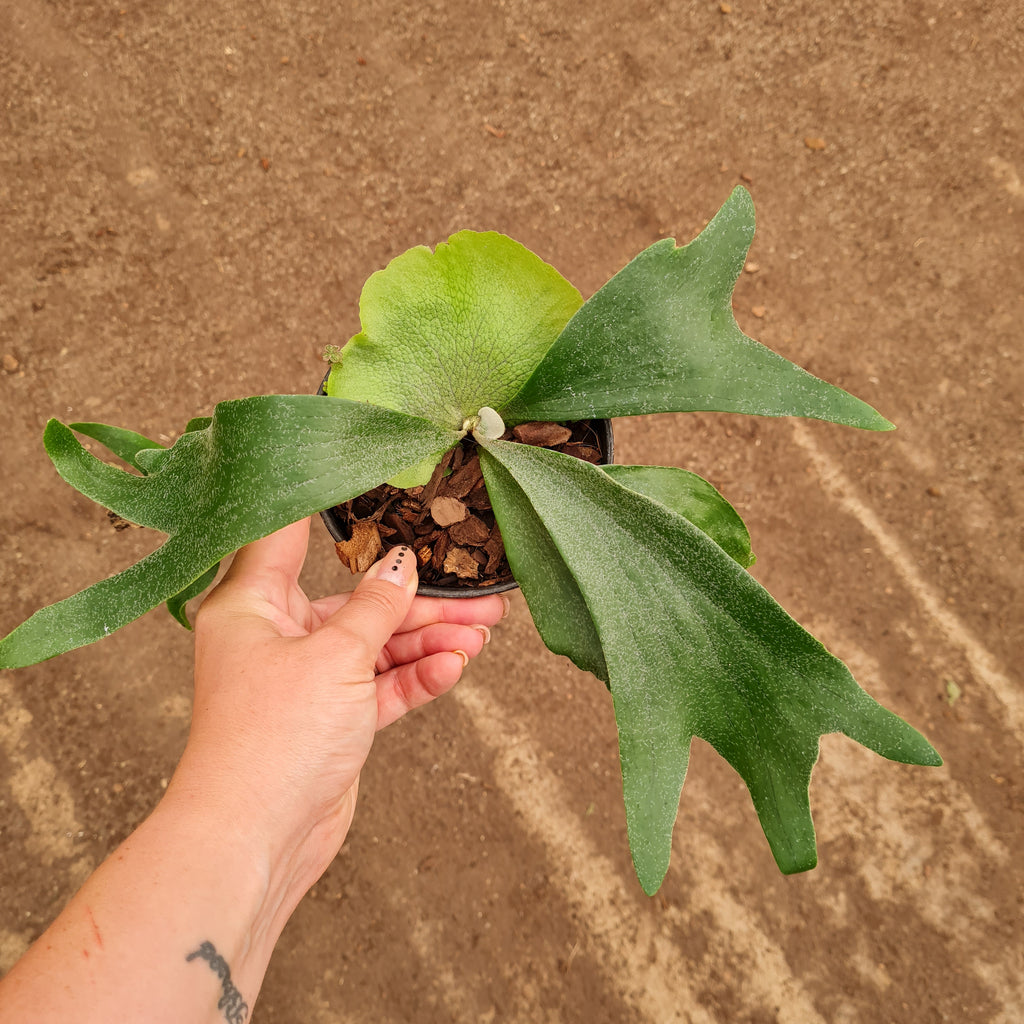 Staghorn Platycerium Fern 12cm - Rusty Rose Nursery Online