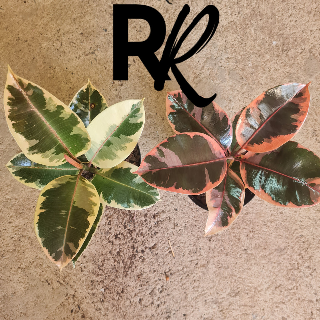 Duo Verigated Ficus - Rusty Rose Nursery Online