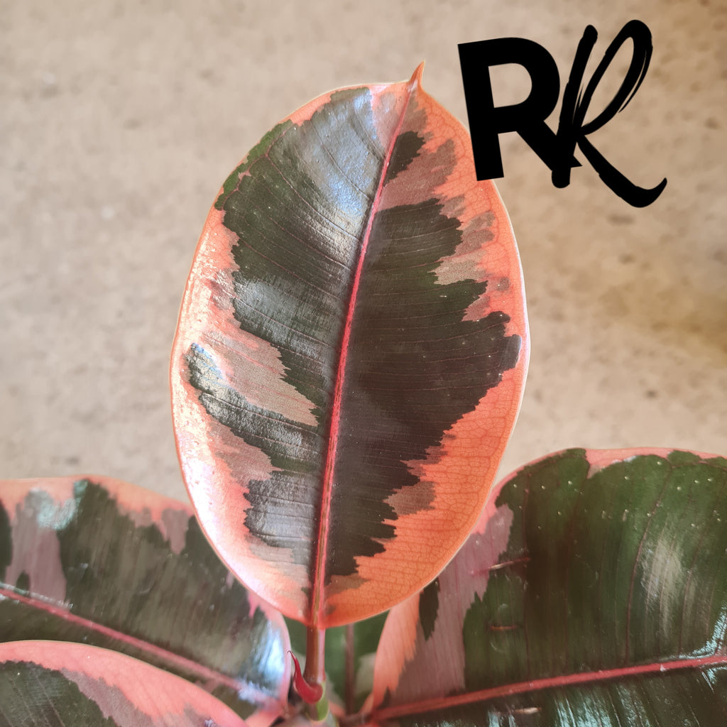 Duo Verigated Ficus - Rusty Rose Nursery Online