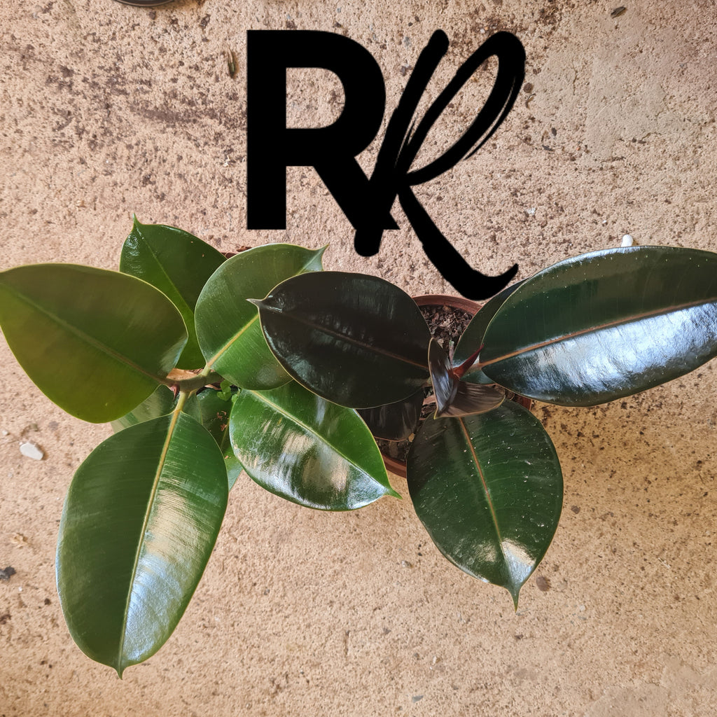 Duo Ficus Green Combo - Rusty Rose Nursery Online