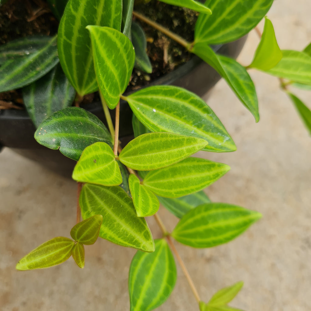 Beetle Plant | Peperomia Angulata Hanging Basket - Rusty Rose Nursery Online
