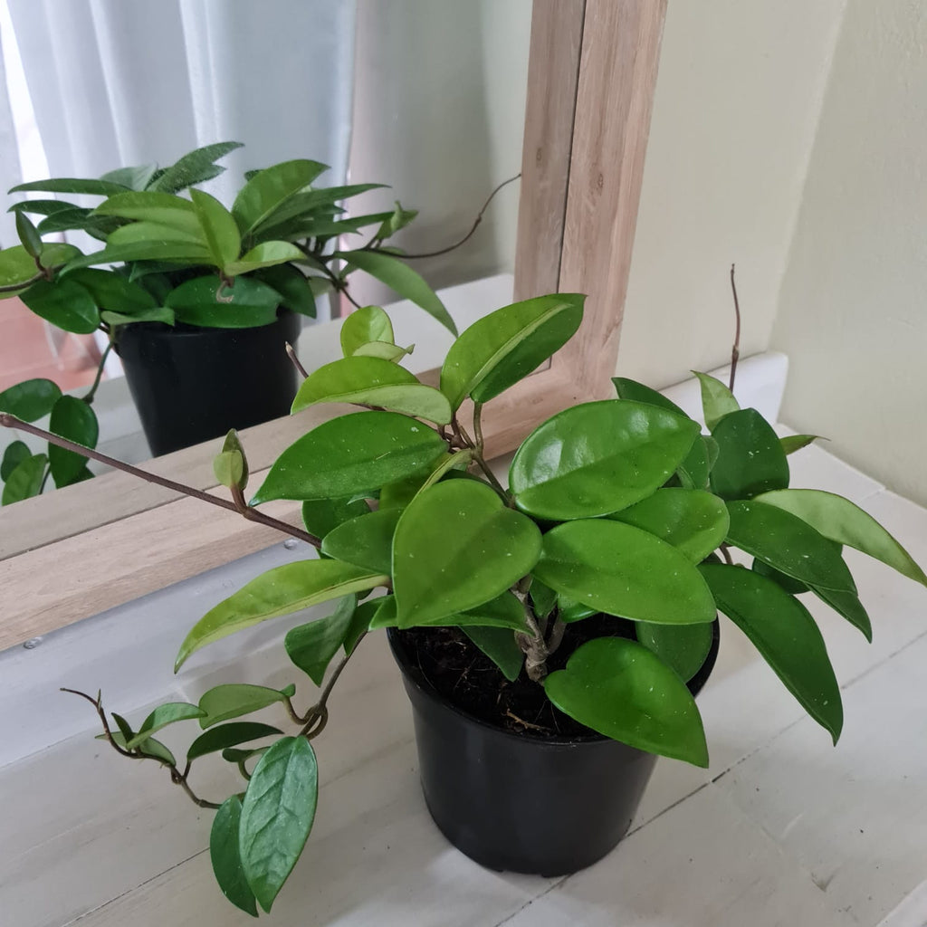 Hoya Carnosa 14cm - Rusty Rose Nursery Online