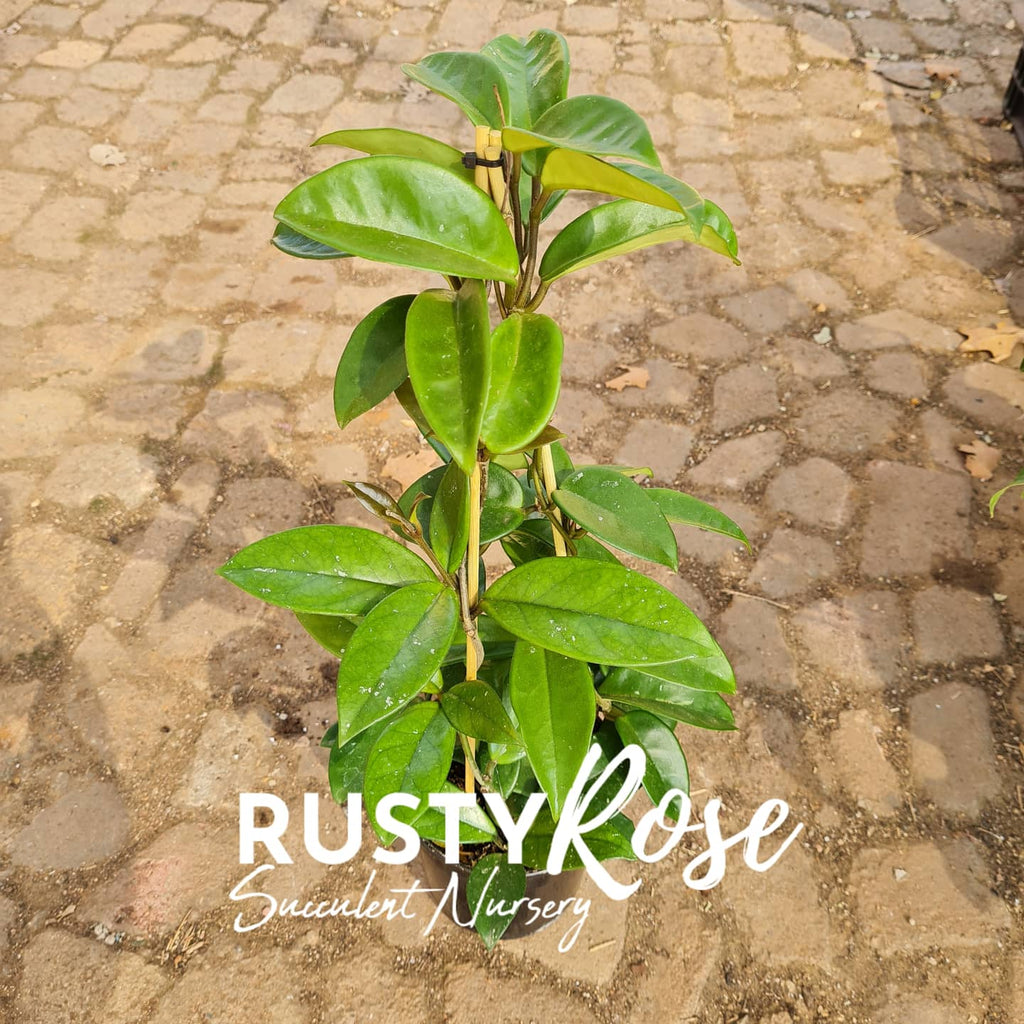 Hoya Carnosa Pyramid - Rusty Rose Nursery Online