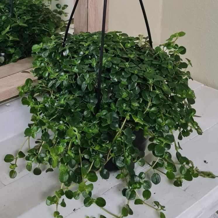 Pilea Depressa "Baby Tears" 16cm Hanging Basket - Rusty Rose Nursery Online